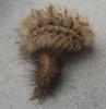 Spilosoma lutea
